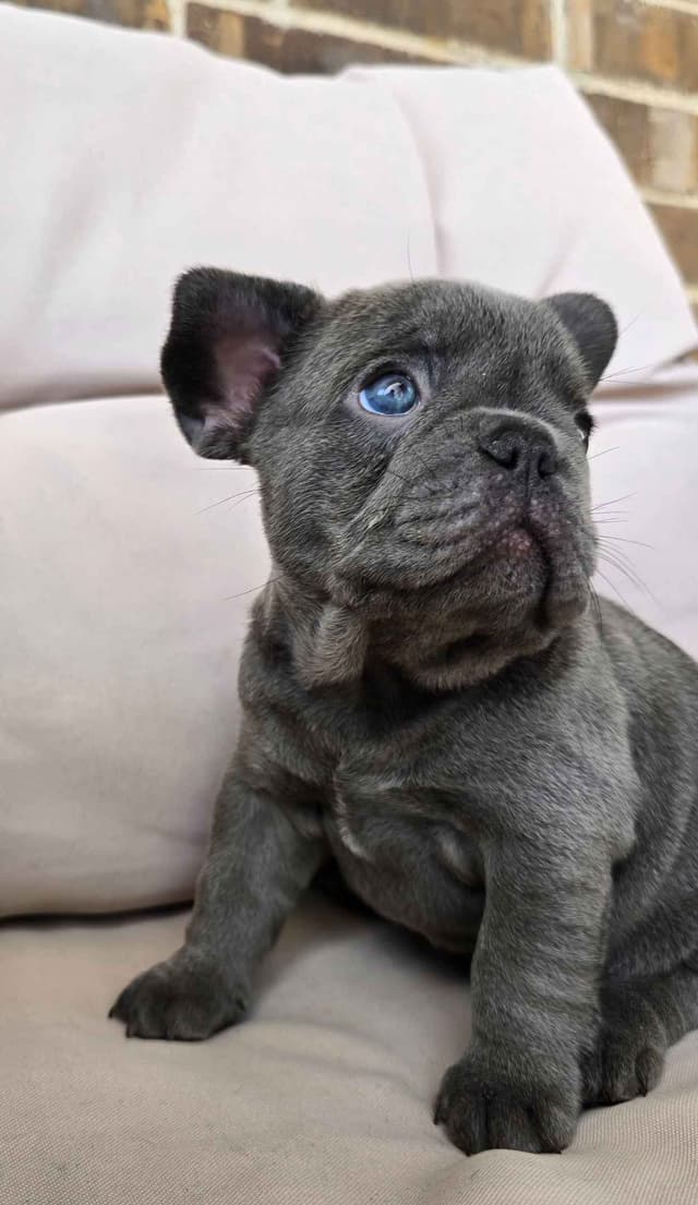 French Bulldog Puppies media 11