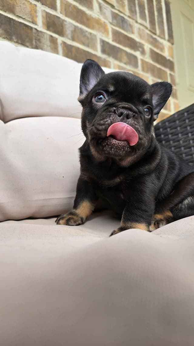 French Bulldog Puppies media 8