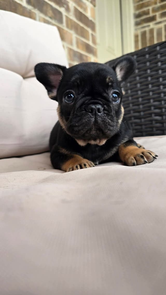French Bulldog Puppies media 3