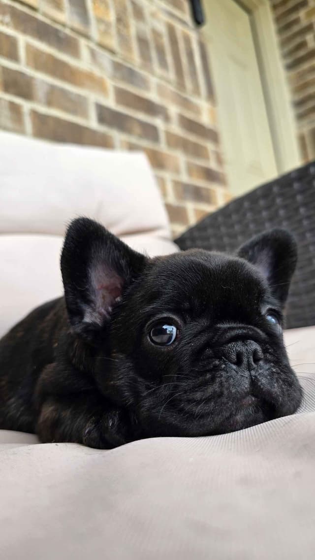 French Bulldog Puppies media 15