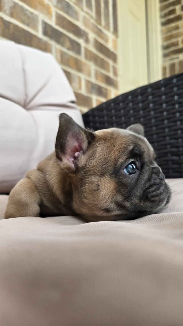 French Bulldog Puppies media 13