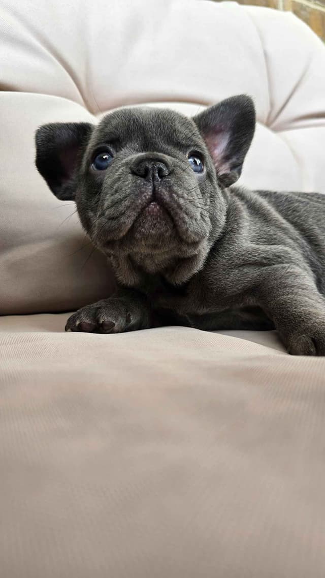 French Bulldog Puppies media 4