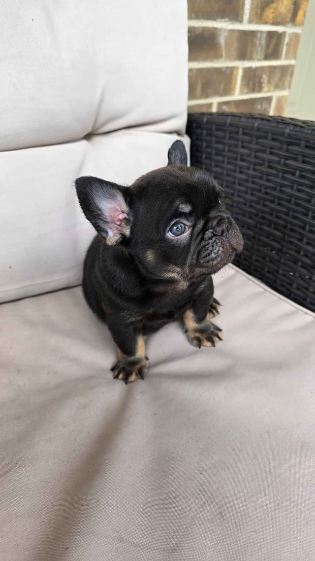French Bulldog Puppies media 5