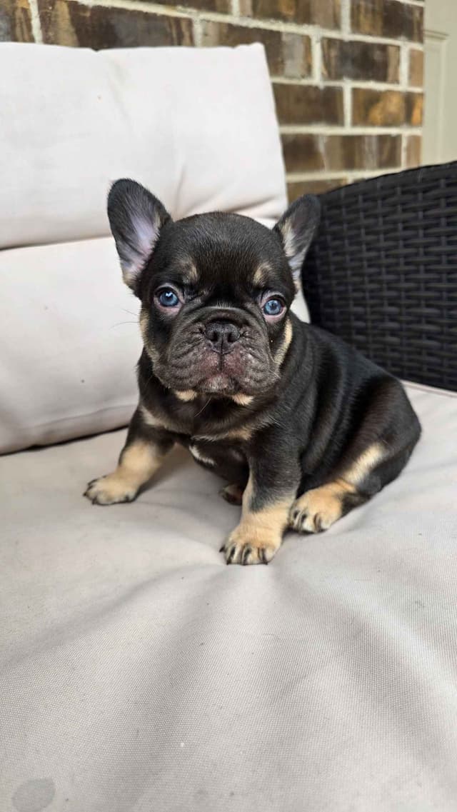 French Bulldog Puppies media 14