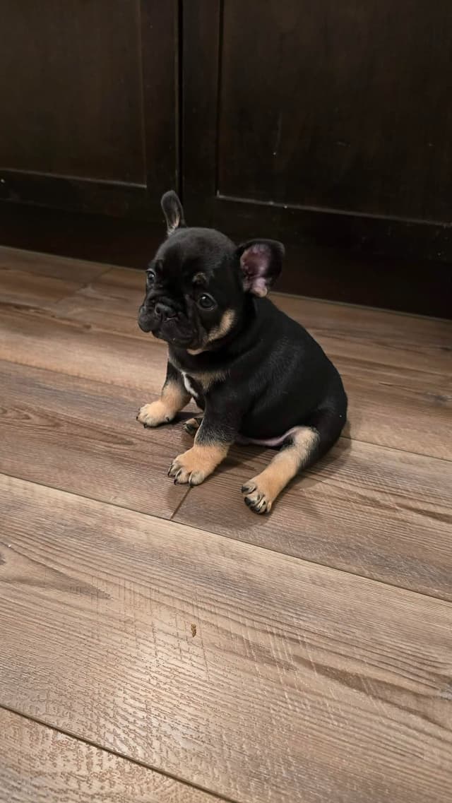 French Bulldog Puppies media 10