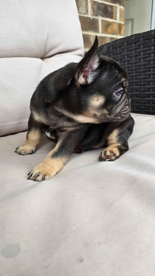 French Bulldog Puppies media 12