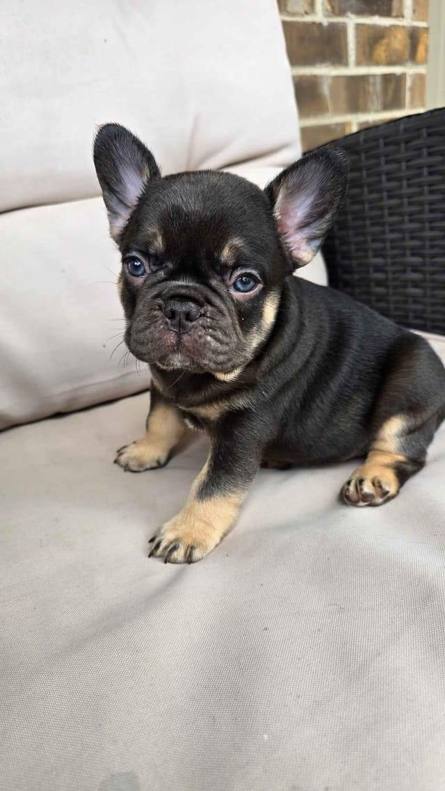 French Bulldog Puppies media 19
