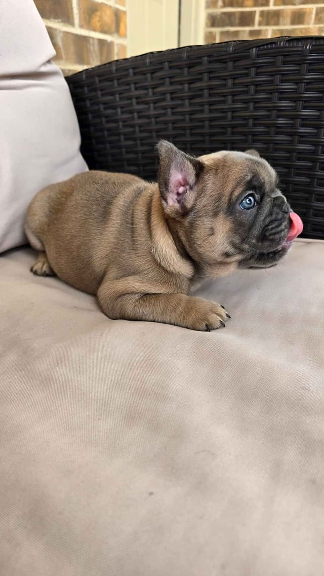 French Bulldog Puppies media 16
