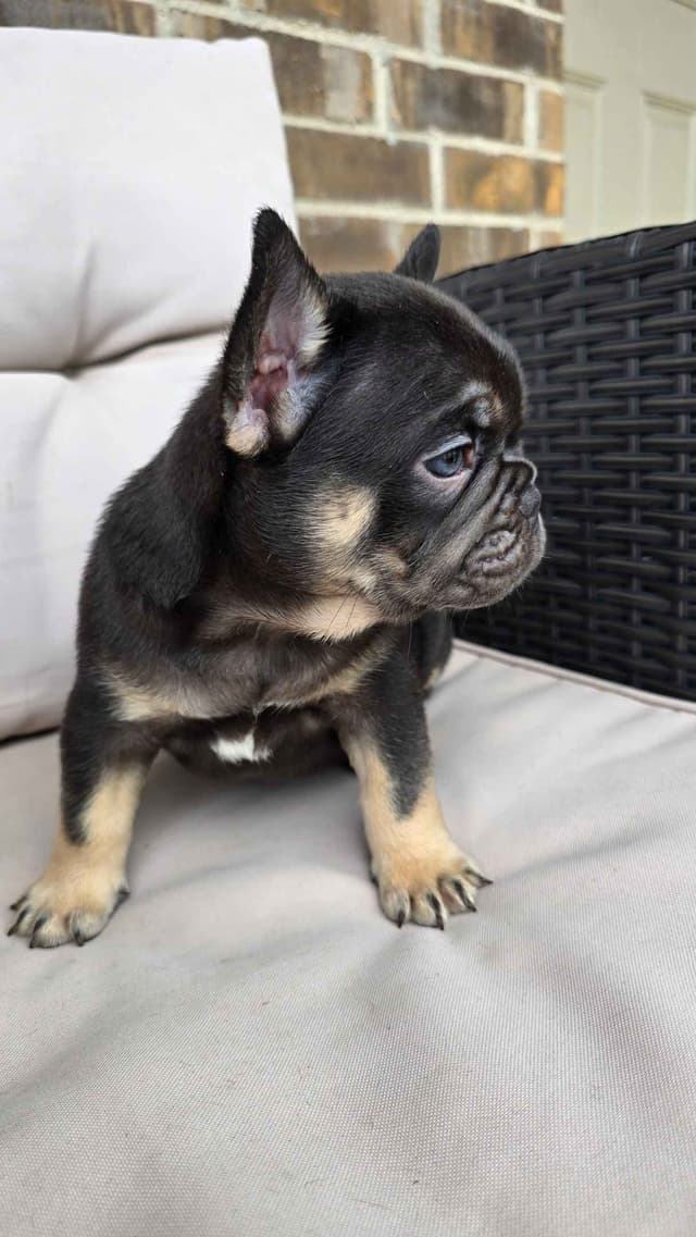 French Bulldog Puppies media 17