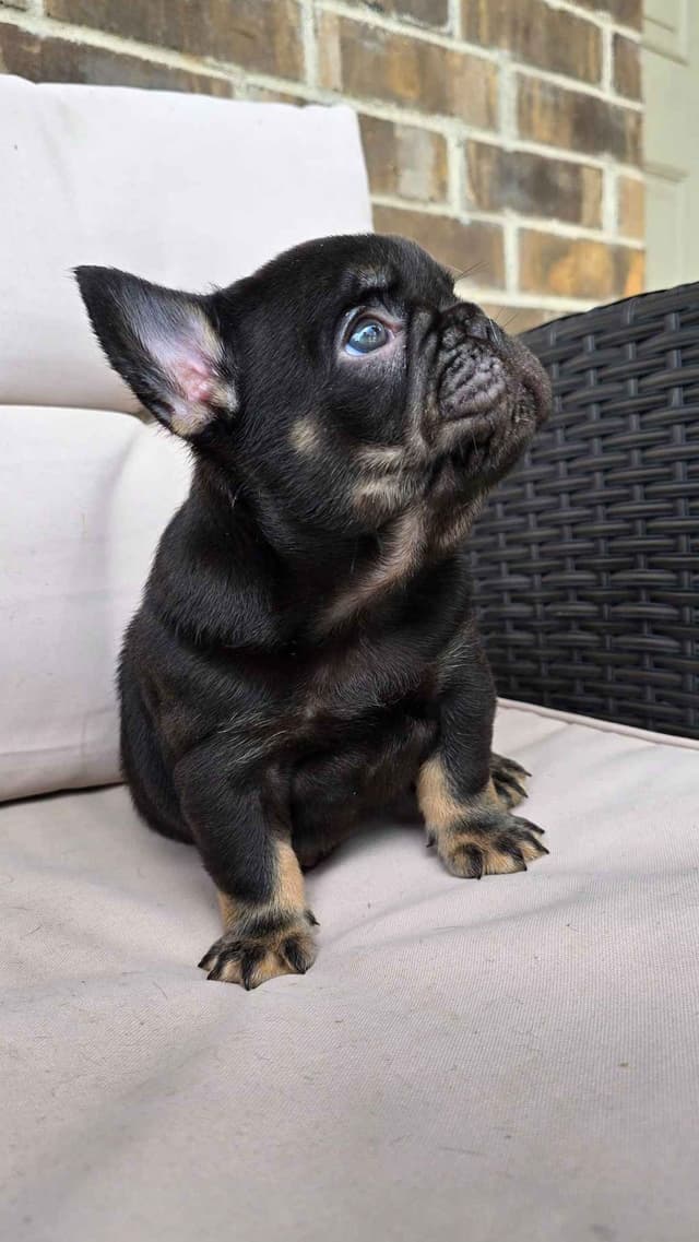 French Bulldog Puppies media 18