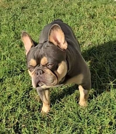 French Bulldog Puppies breeder image 1
