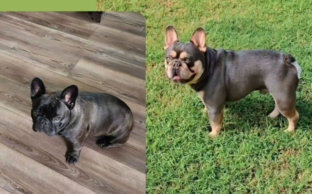 French Bulldog Puppies breeder image 3