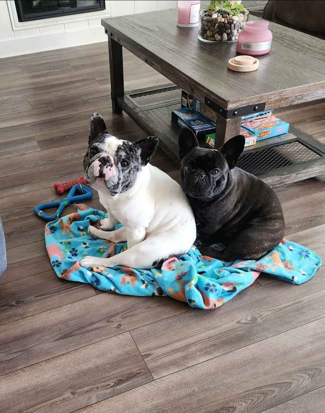 French Bulldog Puppies breeder image 4