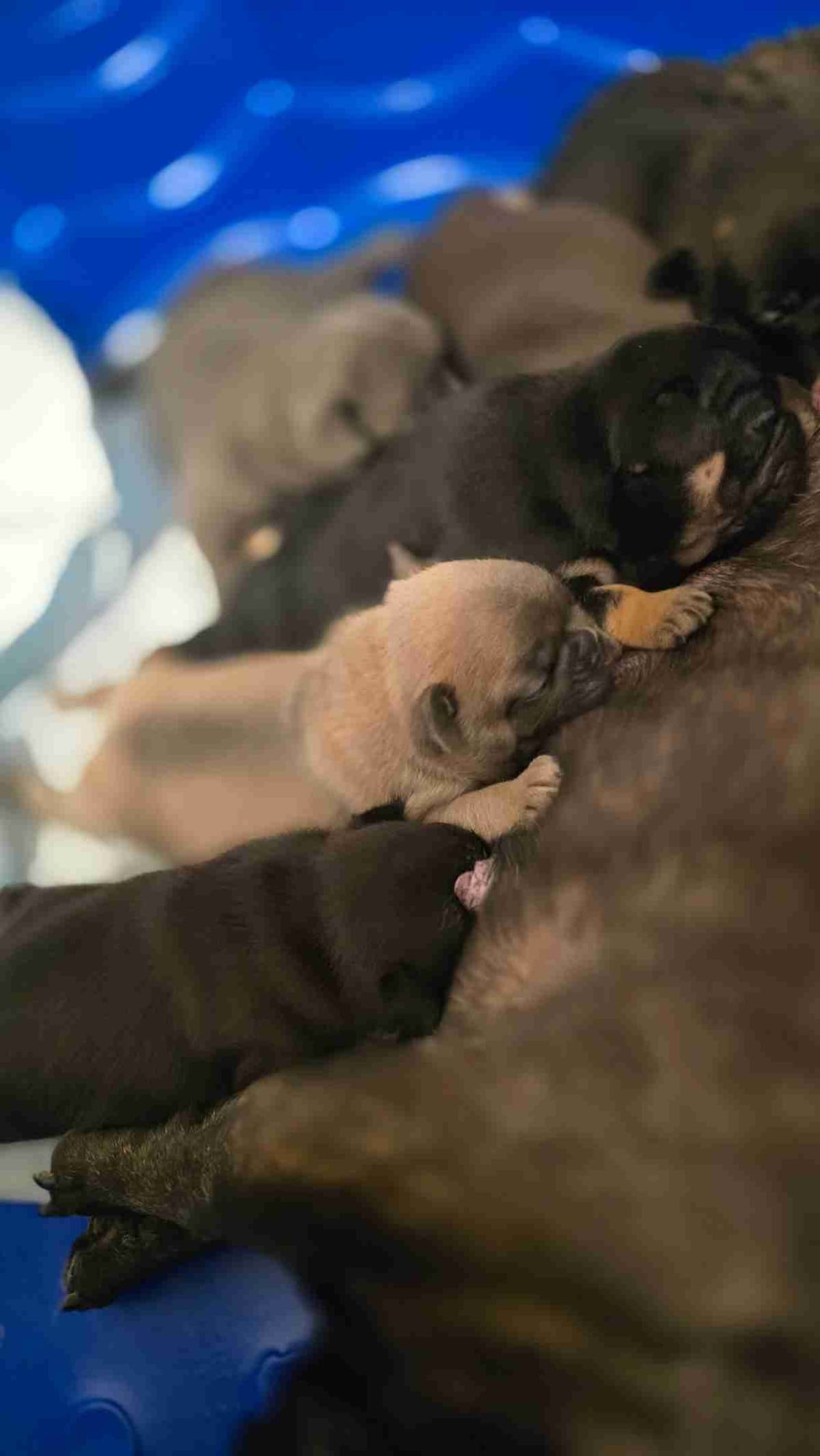 French Bulldog Puppies breeder image 10