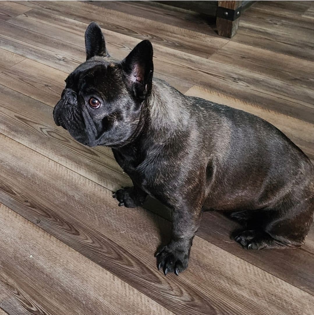 French Bulldog Puppies breeder image 9