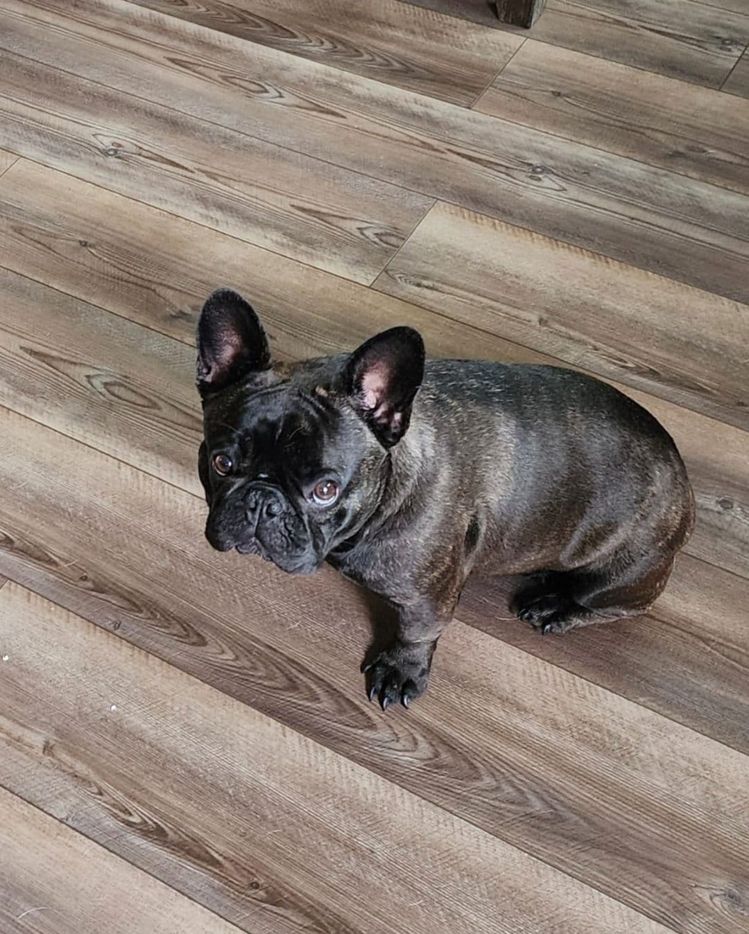French Bulldog Puppies breeder image 11