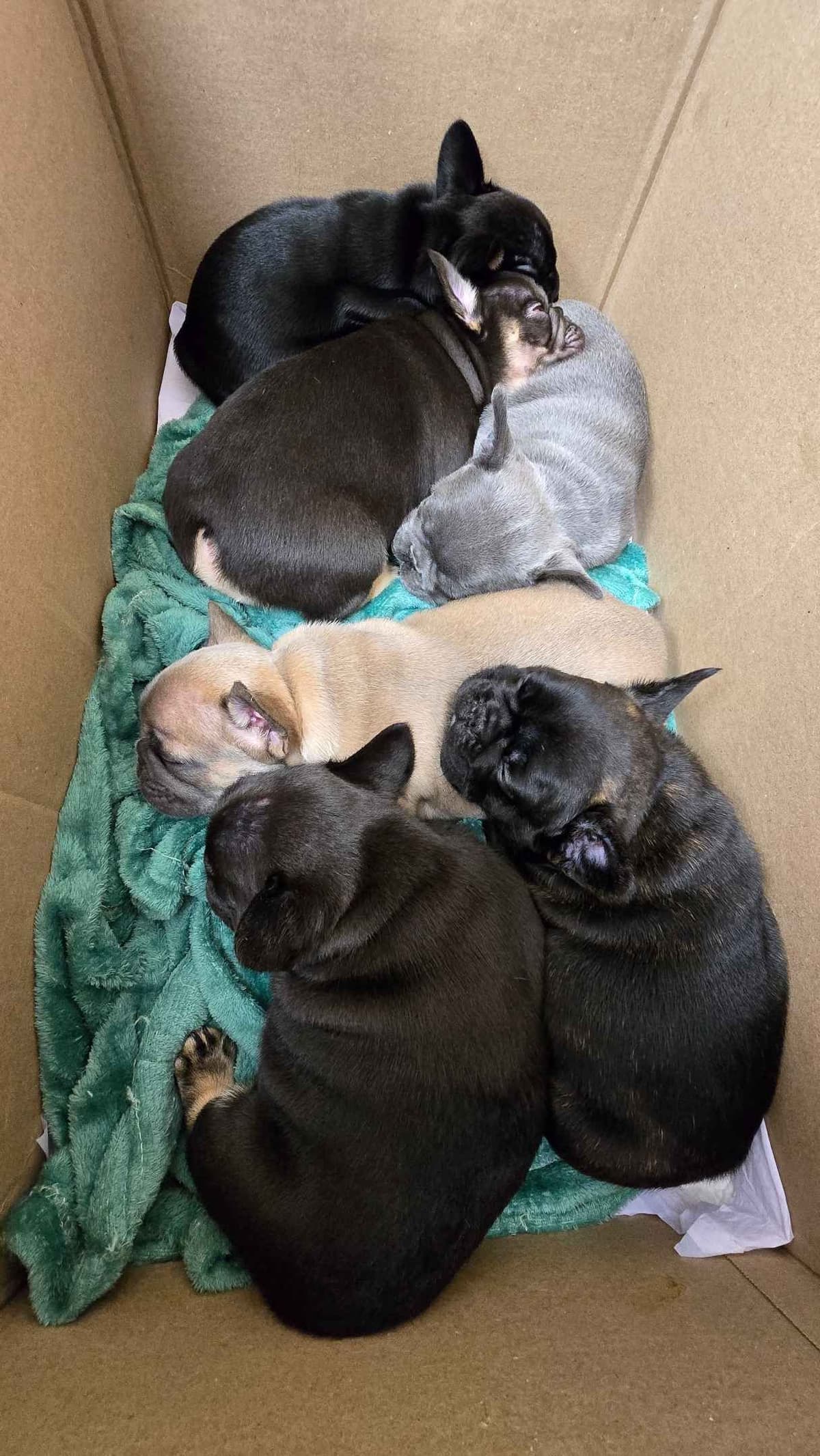 French Bulldog Puppies breeder image 12
