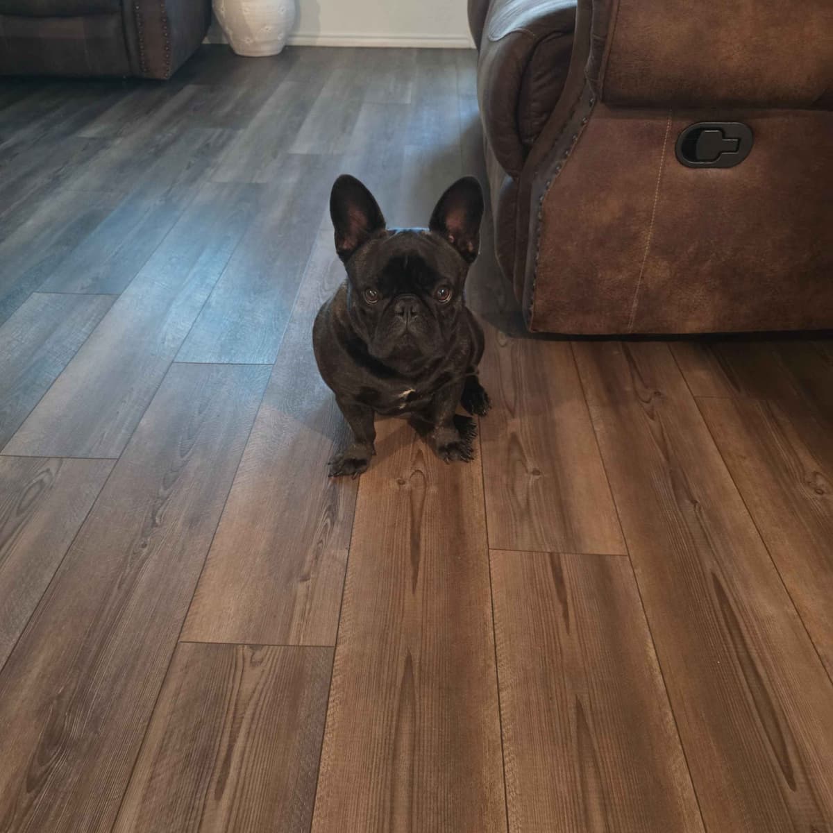 French Bulldog Puppies breeder image 13