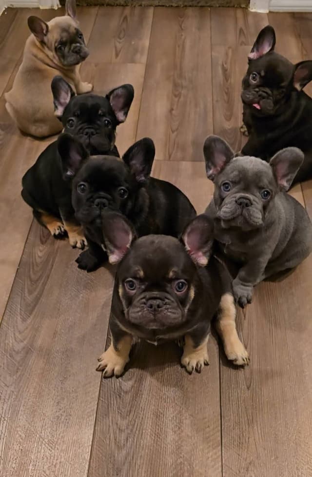French Bulldog Puppies media 20
