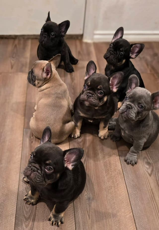 French Bulldog Puppies media 21