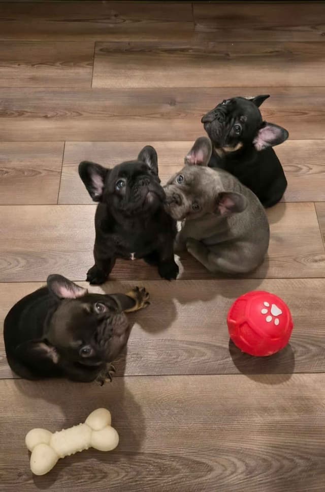 French Bulldog Puppies media 22
