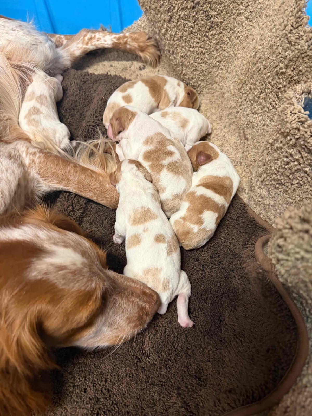Brittany Puppies breeder image 1