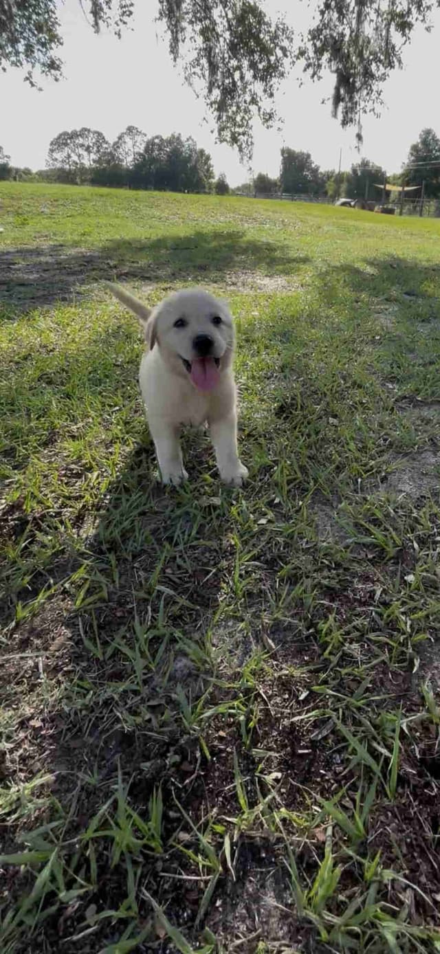 Labrador Retriever Puppies media 2
