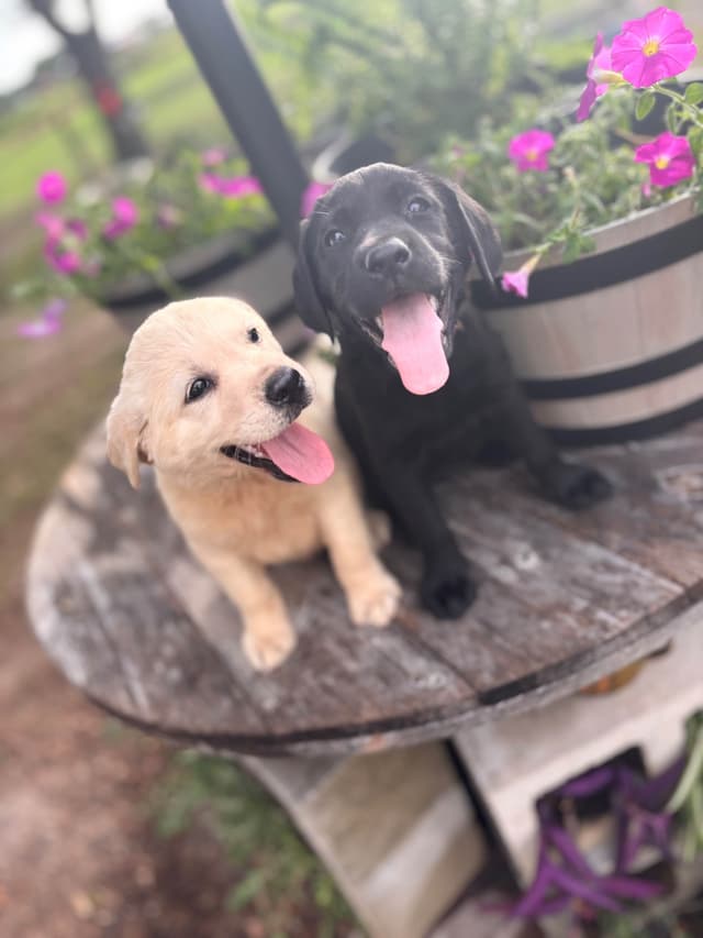 Labrador Retriever Puppies media 2