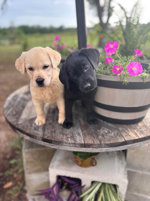 Labrador Retriever Puppies media 3