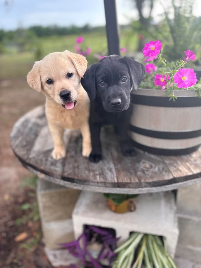 Labrador Retriever Puppies media 4