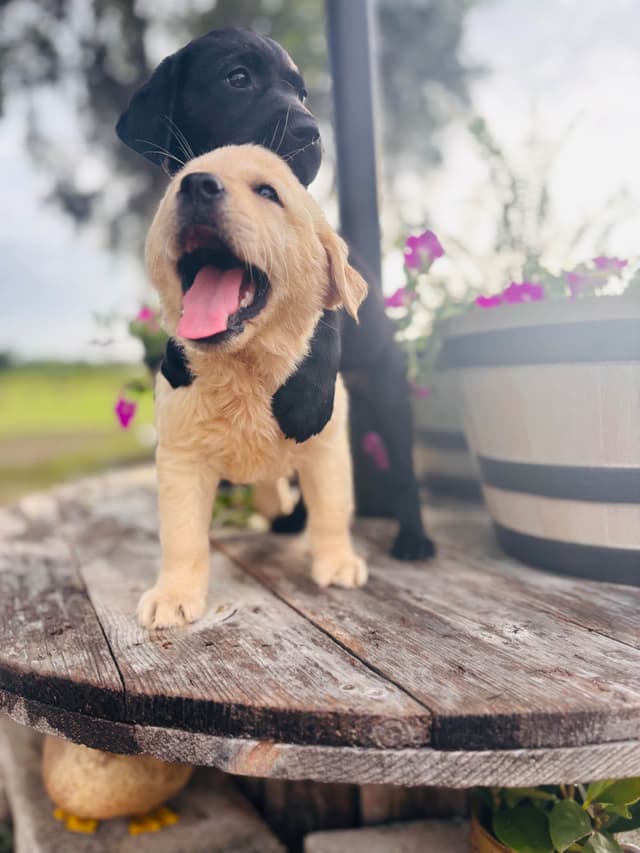 Labrador Retriever Puppies media 6