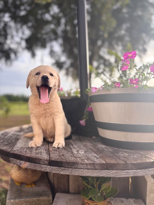 Labrador Retriever Puppies media 8