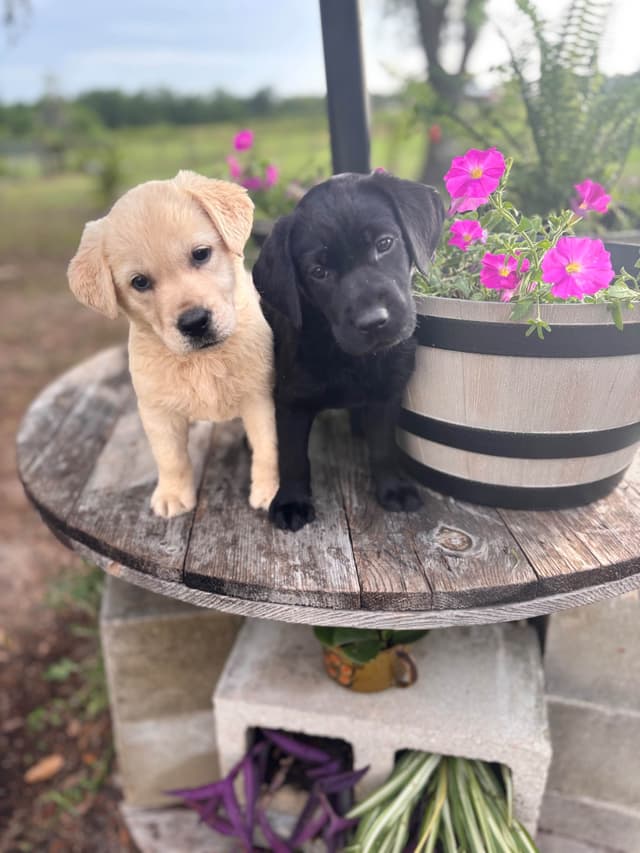 Labrador Retriever Puppies media 5