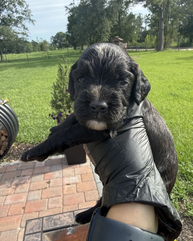 English Cocker Spaniel Puppies media 3