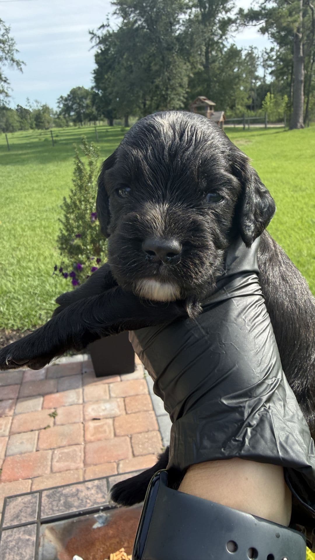English Cocker Spaniel Puppies breeder image 6