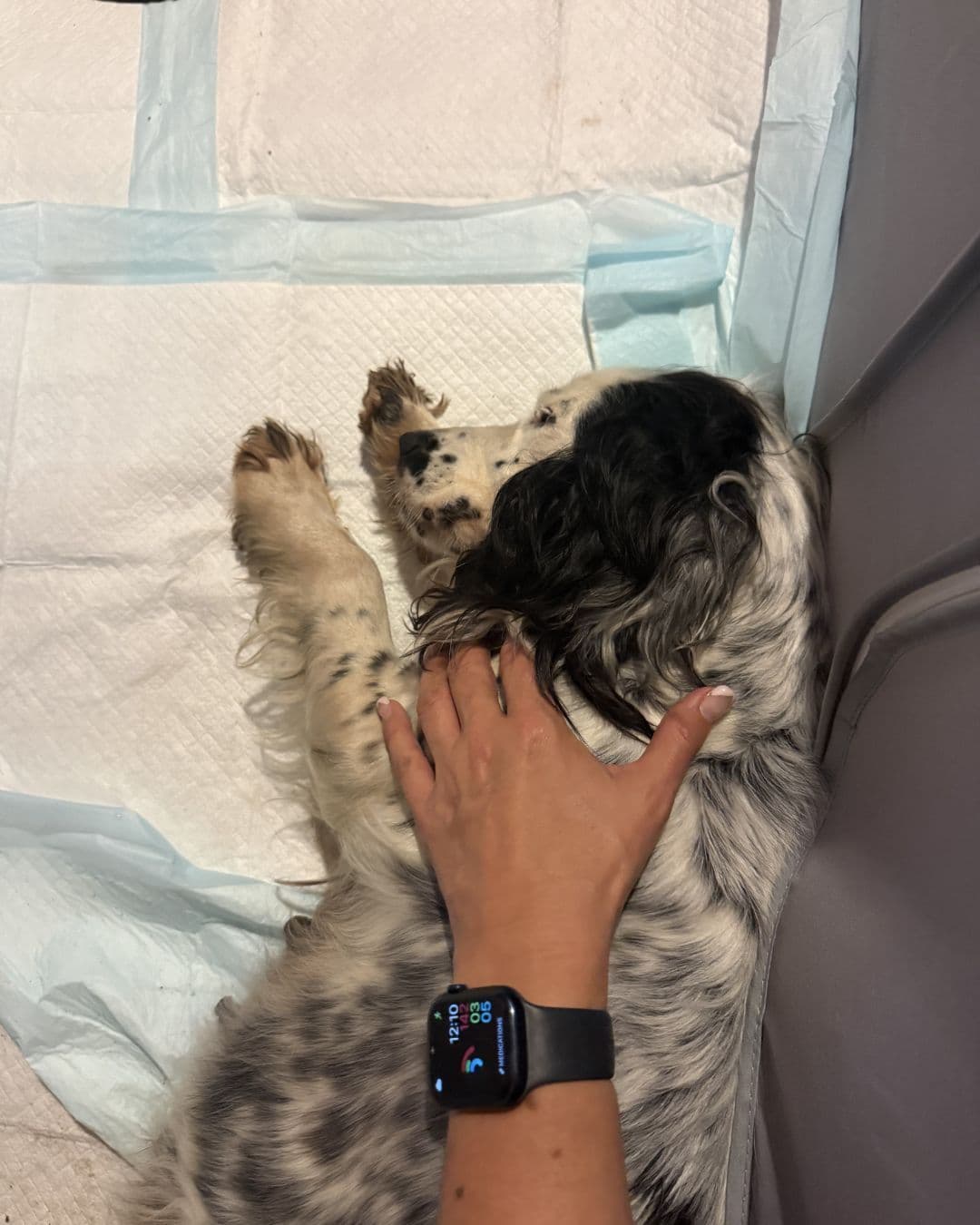 English Cocker Spaniel Puppies breeder image 8