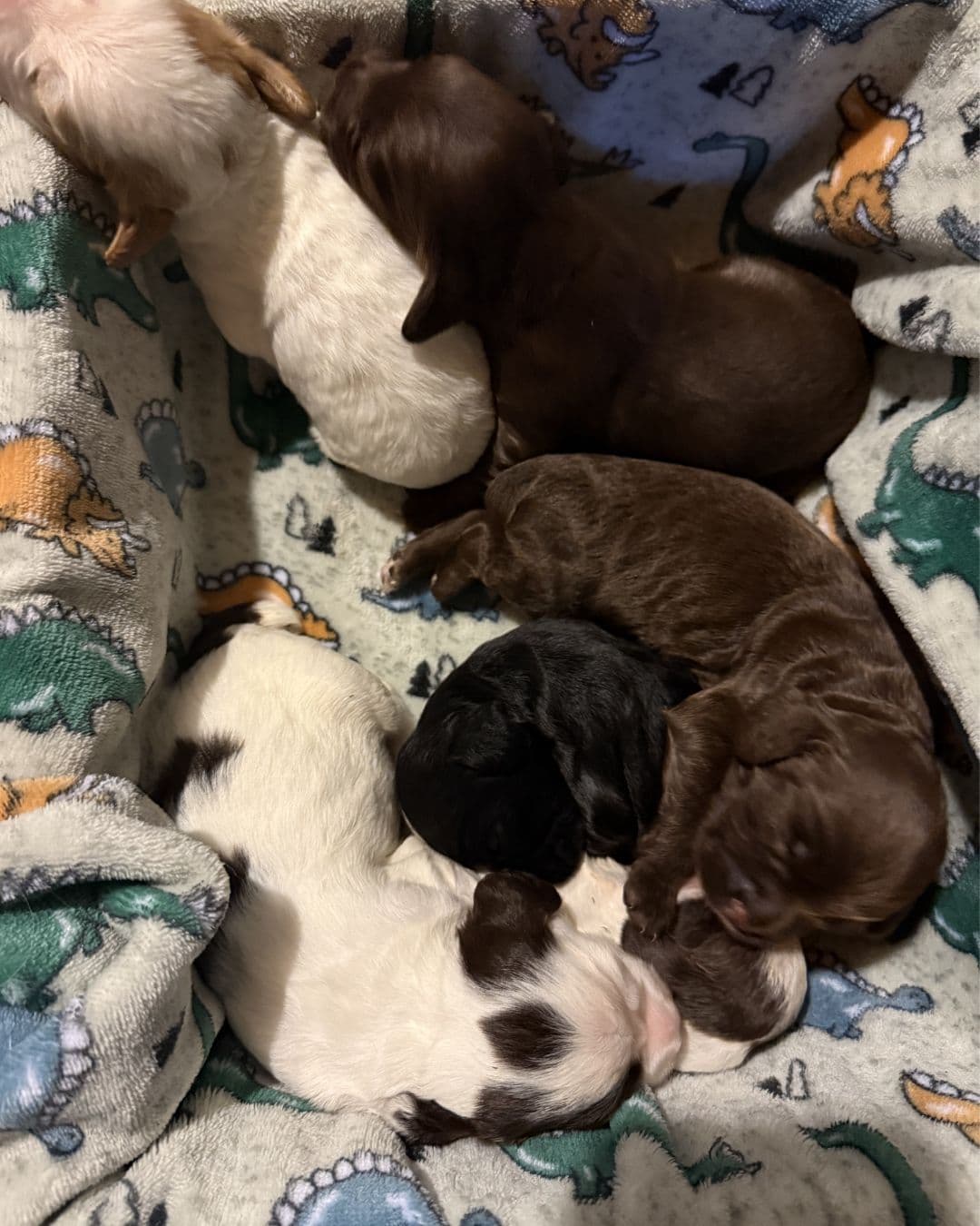 English Cocker Spaniel Puppies breeder image 4
