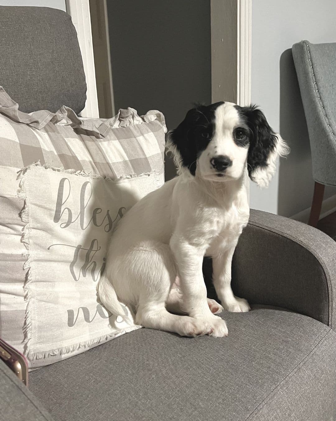 English Cocker Spaniel Puppies breeder image 2