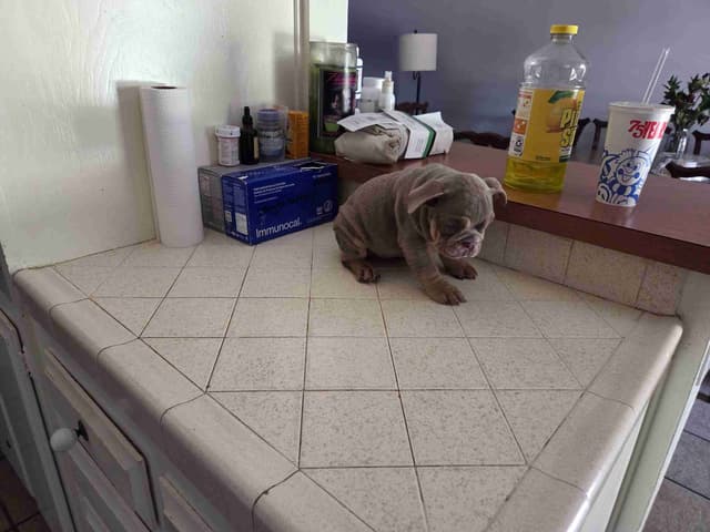 Bulldog Puppies media 2