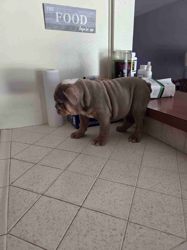 Bulldog Puppies media 4