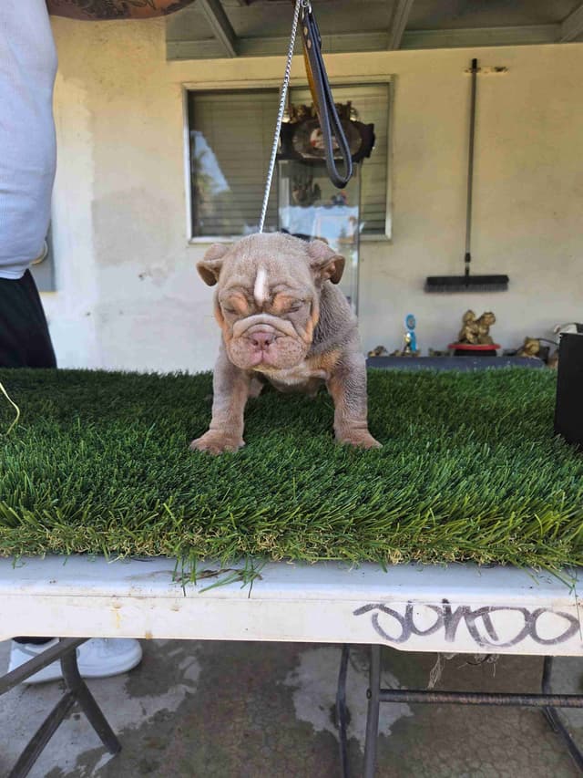 Bulldog Puppies media 3