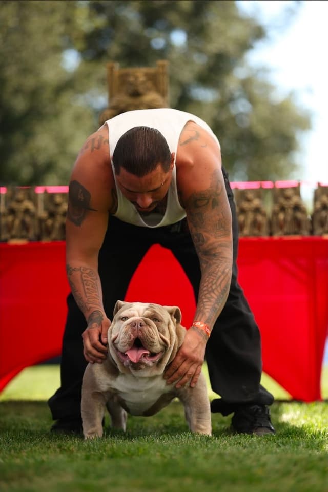 Bulldog Puppies media 6