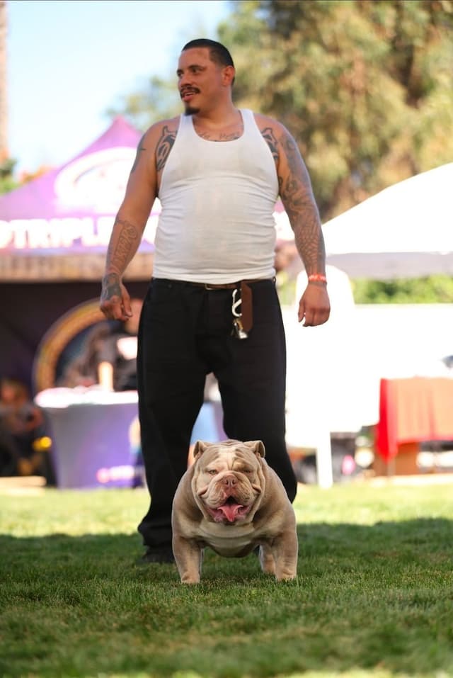 Bulldog Puppies media 8