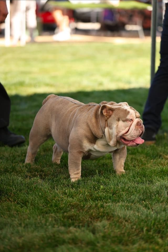 Bulldog Puppies media 7