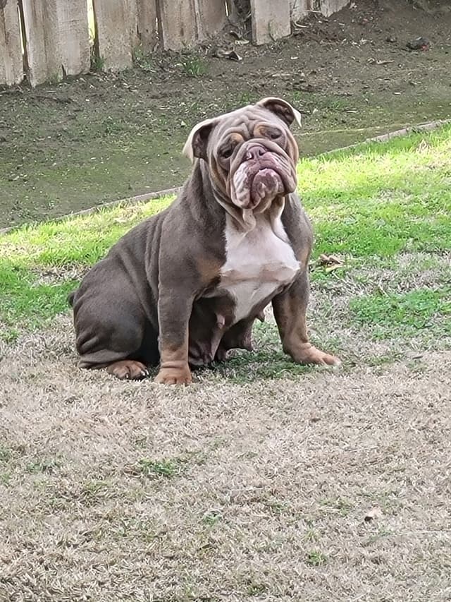 Bulldog Puppies media 10