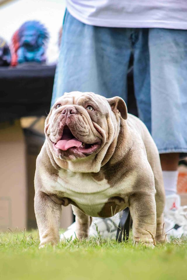 Bulldog Puppies media 11