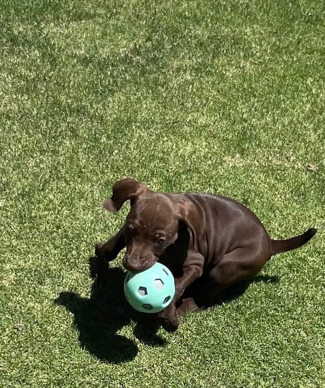 German Shorthaired Pointer Puppies media 2