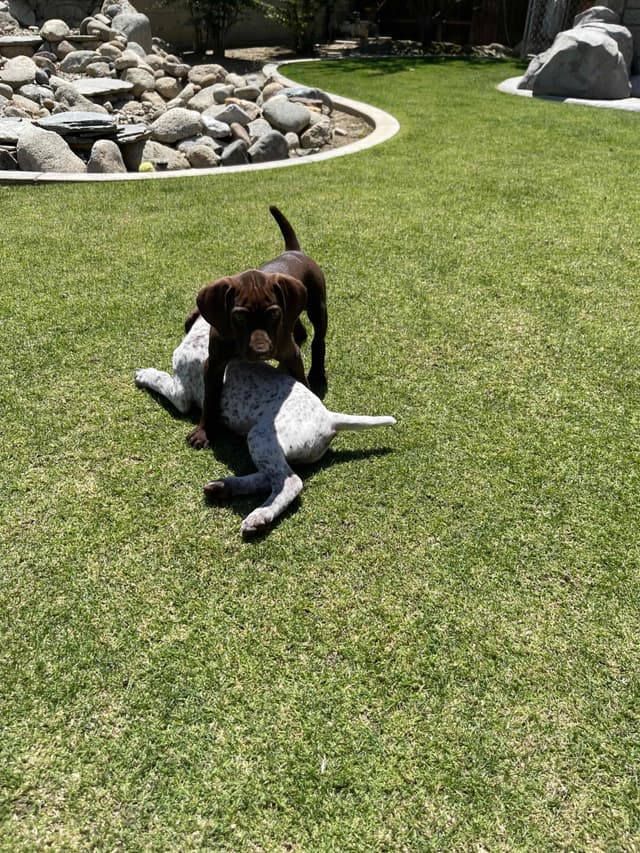 German Shorthaired Pointer Puppies media 3