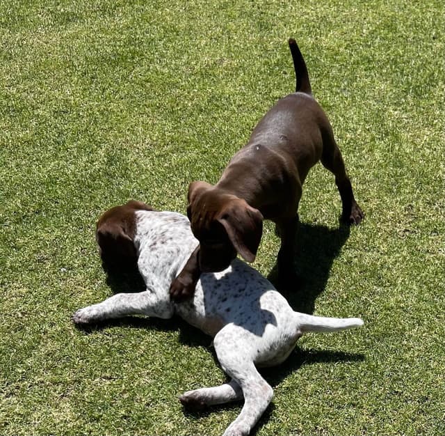 German Shorthaired Pointer Puppies media 4