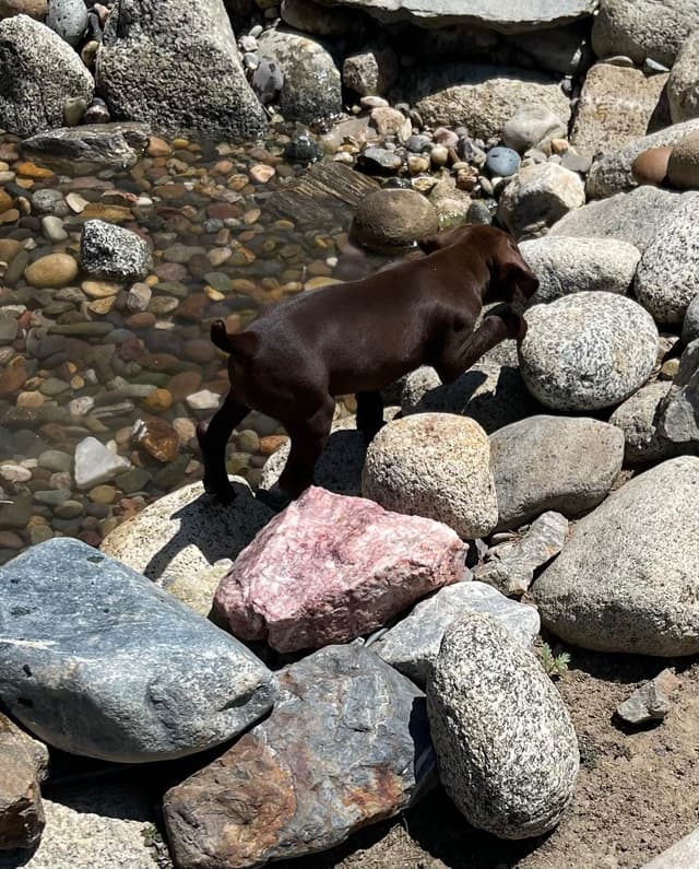 German Shorthaired Pointer Puppies media 5